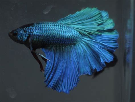 Betta Fish Breeding Stripes - Breeding Mania