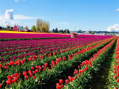 Tulip Festival 2024 Washington - Eddi Loralee