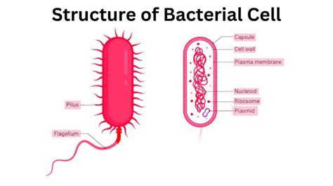 Structure of Bacterial Cell