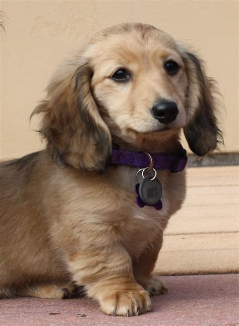 Chloe, longhaired shaded cream miniature dachshund … | Dachshund puppy ...