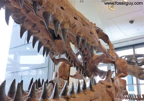 Mosasaurus hoffmannii v Pliosaurus funkei - Carnivora