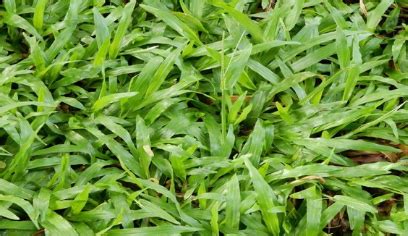 Klasifikasi dan Morfologi Rumput Gajah Mini (Pennusetum purpureum)