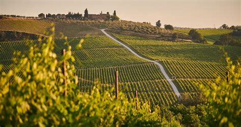 Exploring the World of Wine: A Journey Through Grape Varieties and Regions - HN Magazine