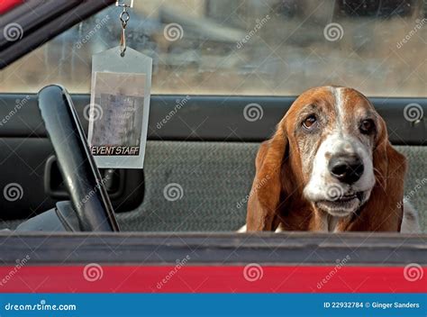 Basset Hound Funny Face stock photo. Image of canine - 22932784