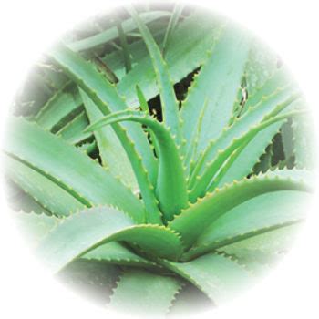 Aloe Vera Gel (Aloe Barbadensis)