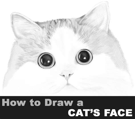 how to draw a cat’s face – How to Draw Step by Step Drawing Tutorials