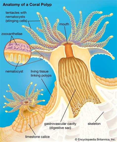 Coral | Definition, Types, Location, & Facts | Britannica