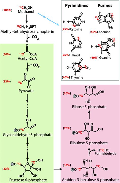 Biosynthesis of nucleotide moieties, the pyrimidine and purine bases,... | Download Scientific ...