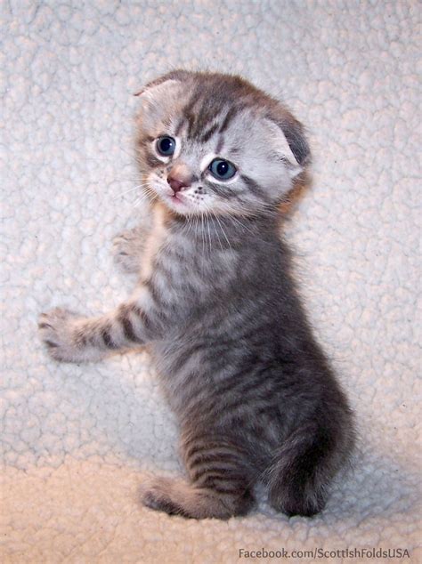 Teacup Scottish Fold Kittens For Sale | fluffymainecoonny