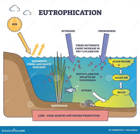 Eutrophication Process Explanation and Water Pollution Stages Outline ...