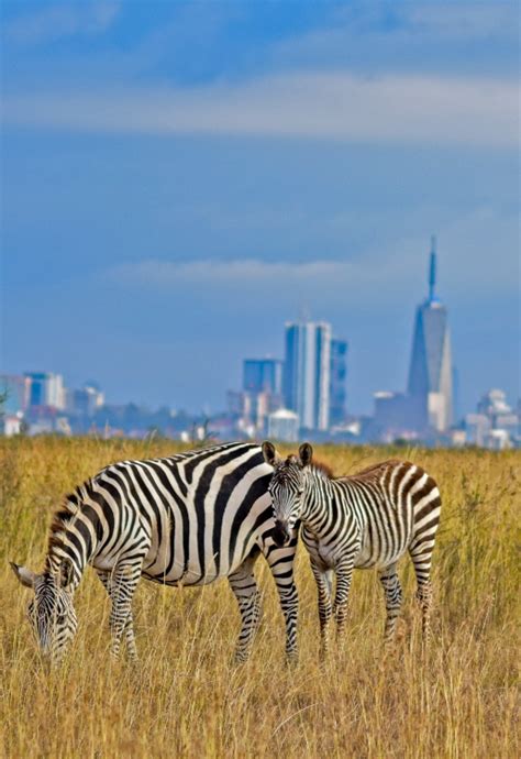 Nairobi National Park Entrance Fees & Park Rules 2022 & 2023