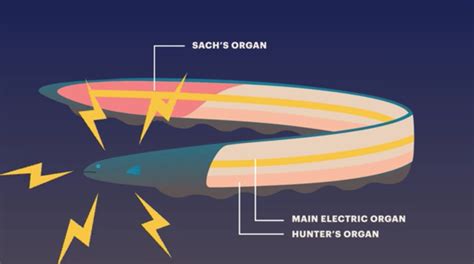 The electric eel and other animals that use electricity – The Kid Should See This