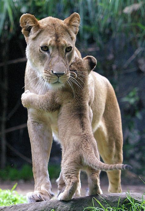 21 Animal hugging pictures (21 pics) | Amazing Creatures