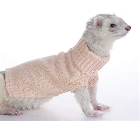 Marshall Ferret Sweater, Colors May Vary: Amazon.ca: Pet Supplies | Ferrets in sweaters, Cute ...