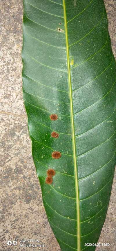 This type of disease is there on leaves of Mango tree. | Community | Plantix