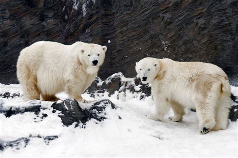 Best Places To See Polar Bears