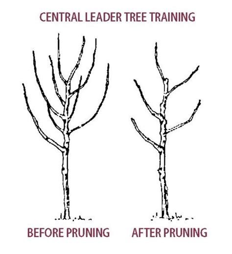 Pruning Pear Trees - Stark Bro's