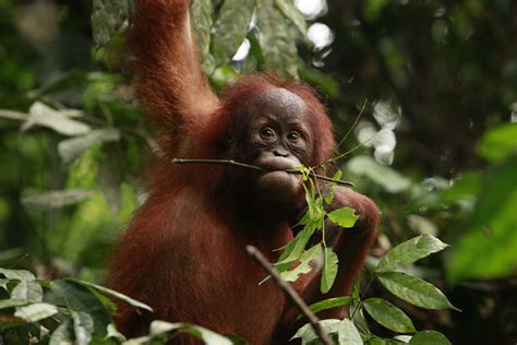 Habitat loss threatens the survival of Indonesia’s orangutans - Arcus