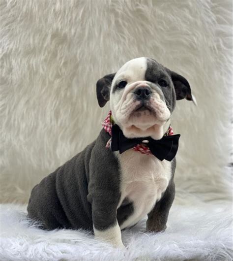 Bulldog Care – CuteUglyBulldogs