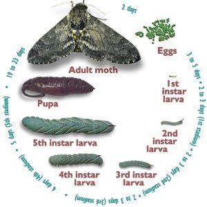 Life Cycle Of A Tomato Hornworm