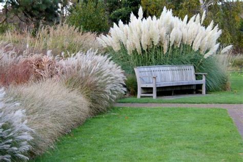 Pampas Grass – Ornamental Grasses