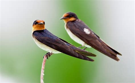 Swallow Bird – Spiritual Meaning and Symbolism