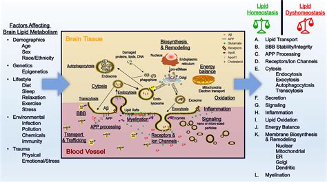 role amino acids, lipids, & fatty acids in the brain metabolism,