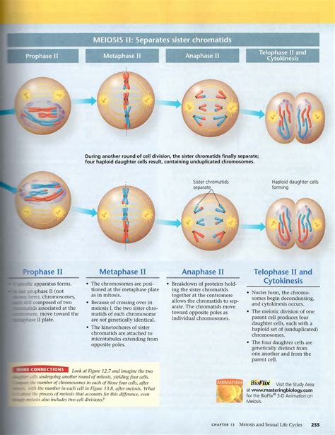 Mitosis Worksheet And Diagram Identification – Thekidsworksheet