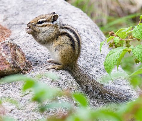 Siberian Chipmunk in China - Shanghai Birding 上海观鸟