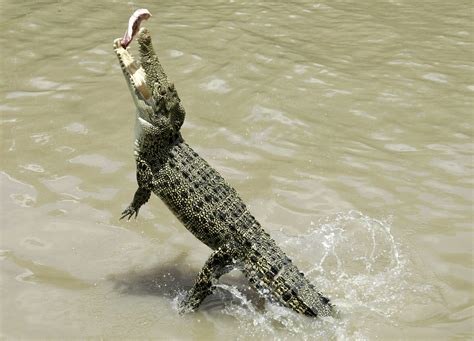 Coroner issues warning after shocking crocodile attack | wtsp.com