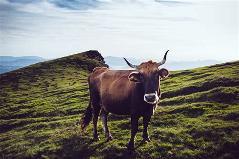 landscape cow pasture and grazing 4k HD Wallpaper