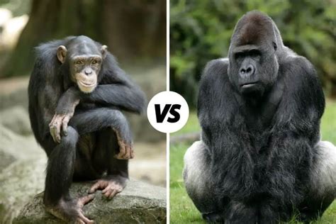 Chimpanzee vs Gorilla: What's The Difference?