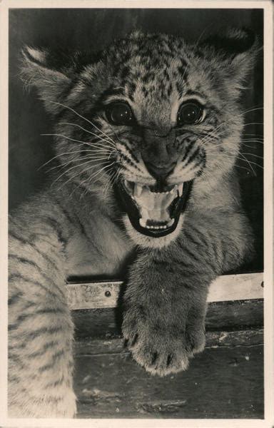 Liger at Salt Lake City Zoo Utah Postcard