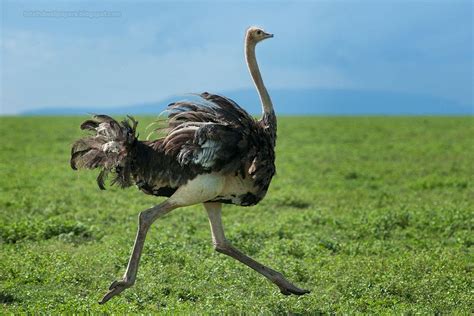 Ostrich Wallpapers - Wallpaper Cave