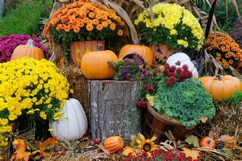 Pumpkins, Mums and a Block of Wood Stock Image - Image of wood, fall: 186446037