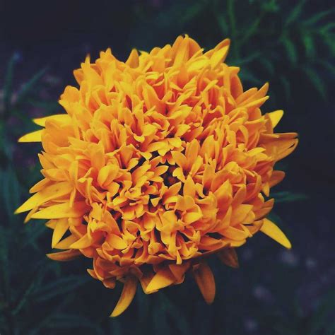 Marigold meaning: discover the true meaning of this beautiful yellow flower