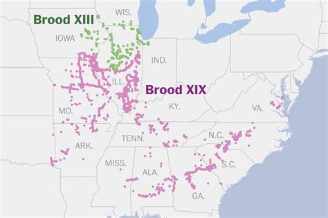 Cicada map 2024 for the double emergence of Broods XIII and XIX - The Washington Post