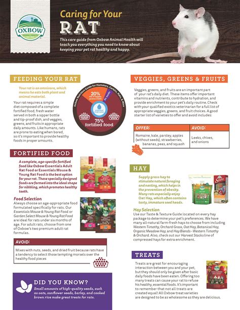 Caring for Your Rat – Specialised Animal Nutrition Pty Ltd