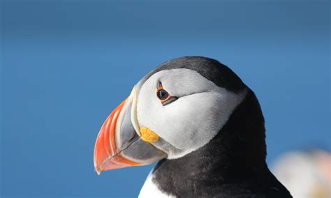 birdwatchingnorway - Birdwatching Birdguide Tours in Norway