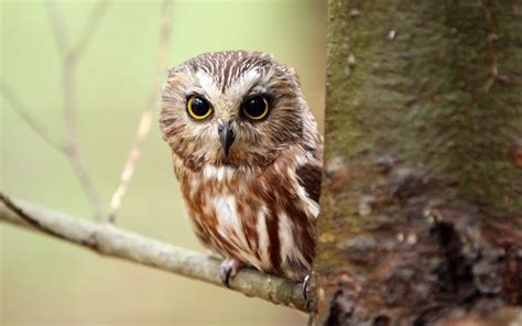 nature animals birds owl HD Wallpaper Desktop Background | Eule, Eulen fotos, Eulenbilder