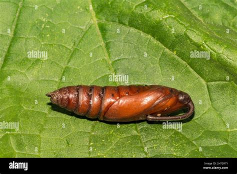 Carolina Sphinx Moth Pupa (Manduca sexta Stock Photo - Alamy