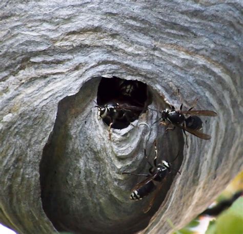 Bald-faced Hornet Nest - Leave it be? Or call pest control? - Out & About with the GeoKs