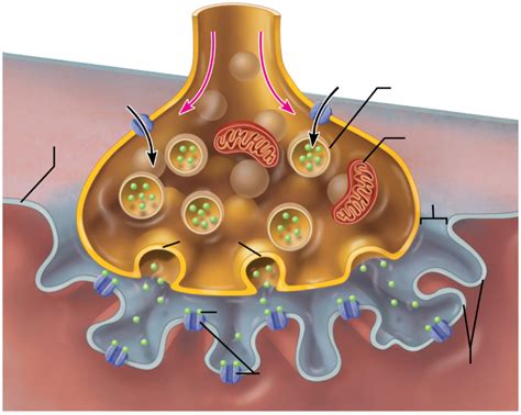 neuromuscular junction Diagram | Quizlet