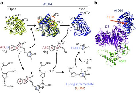 | Strigolactone receptors. (a) Upper panel, a D14-type receptor is in... | Download Scientific ...