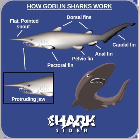 The Goblin Shark - x10 Amazing Facts, Habitat, Diet, Reproduction & Human Interaction