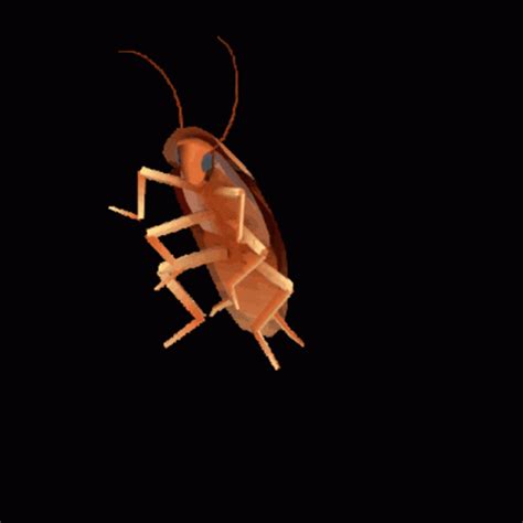 Cockroach Insect GIF - Cockroach Insect Animated - Discover & Share GIFs