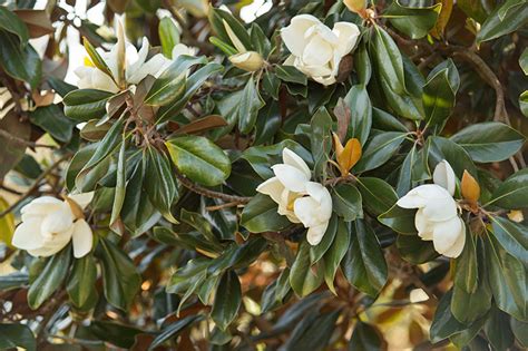 Meet The Southern Magnolia Tree: The Magnolia Company