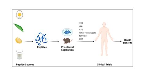 Bioactive Peptides: From Basic Research to Clinical Trials and Commercialization | Journal of ...