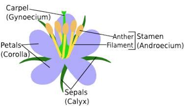 Explain Androecium of Flower - QS Study