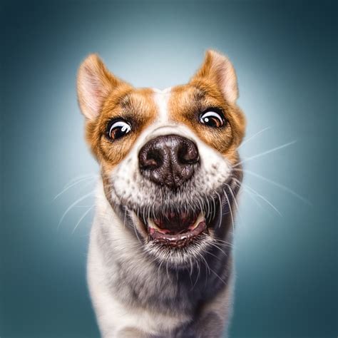 Funny (Dog) Faces – Erblicken.com